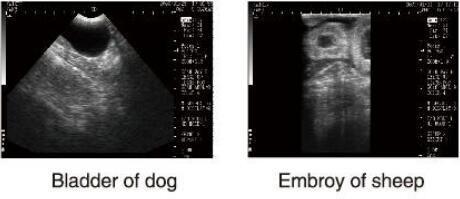 اسکنر سونوگرافی دامپزشکی تجهیزات تشخیصی با نرم افزار OB برای حیوانات و ذخیره سازی 100 تصویر