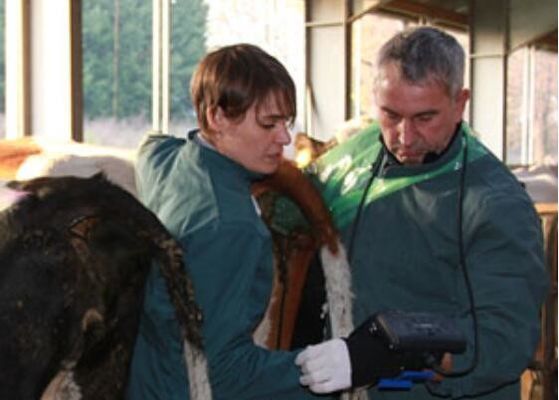 اسکنر سونوگرافی دیجیتال دامپزشکی